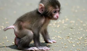 Baby Macaque On Ground.jpg Wallpaper