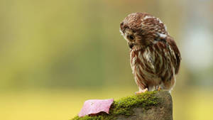 Baby Owl Looking At The Leaf Wallpaper