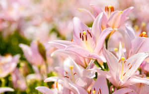 Baby Pink Eastern Lily Flowers Wallpaper