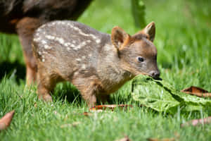 Baby Pudu Grazingon Grass.jpg Wallpaper