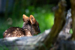 Baby Pudu Hidingin Nature.jpg Wallpaper