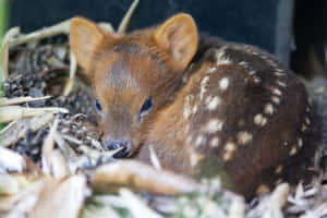 Baby Pudu Restingin Nature.jpg Wallpaper