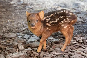 Baby Puduin Natural Habitat.jpg Wallpaper