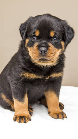 Baby Rottweiler Doggo Wallpaper