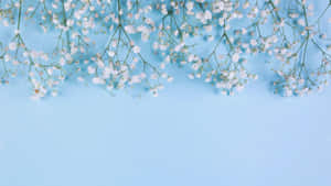 Baby's Breath Flowers Aesthetic Light Blue Wallpaper