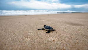 Baby Sea Turtle Chromebook Wallpaper