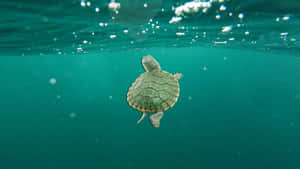Baby Sea Turtle Swimming Wallpaper
