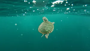 Baby Sea Turtle Swimming Wallpaper