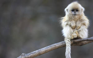 Baby Snow Monkey At Tree Branch Wallpaper