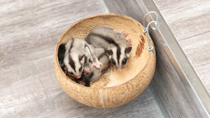 Baby Sugar Glider In Bowl Wallpaper