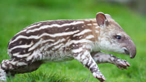 Baby Tapir Running Through Grass Wallpaper