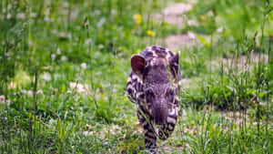 Baby Tapirin Grass Wallpaper