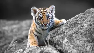 Baby Tiger At Rocks Wallpaper