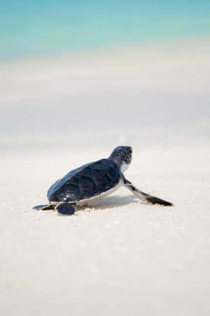 Baby Turtle Journeyto Sea Wallpaper