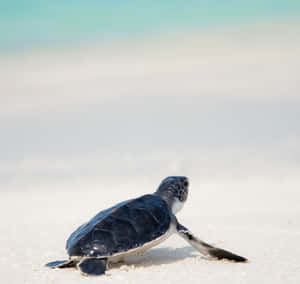 Baby Turtle Journeyto Sea Wallpaper