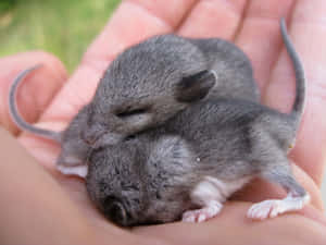 Baby Voles Restingin Hand Wallpaper