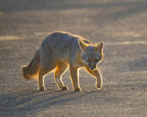 Backlit Grey Fox Walking Wallpaper