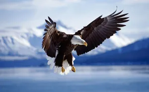 Badass Bird Bald Eagle Wallpaper