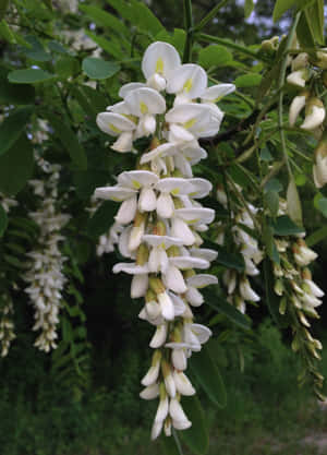 Balck Locust Tree In Full Bloom Wallpaper