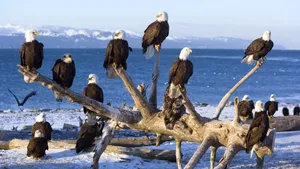 Bald Eagle Flock Wallpaper