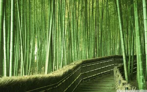Bamboo 4k Pathway Greenery Forest Wallpaper