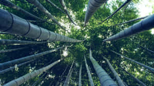 Bamboo Forest Depth Effect Wallpaper