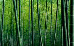 Bamboo Forest In A Green Forest Wallpaper