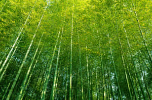 Bamboo Forest In A Green Forest Wallpaper