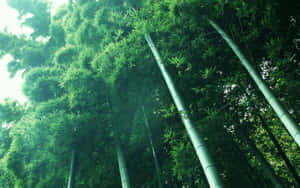 Bamboo Forest In A Green Forest Wallpaper