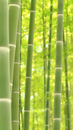 Bamboo Forest In A Green Forest Wallpaper