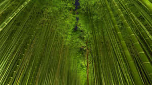 Bamboo Forest In Kyoto, Japan Wallpaper