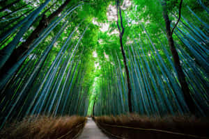 Bamboo Forest In Kyoto, Japan Wallpaper