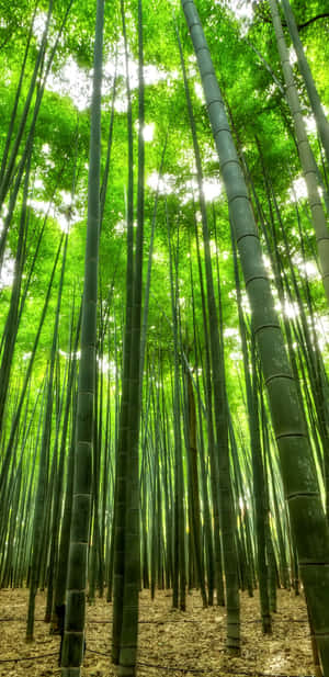 Bamboo Forest In Kyoto, Japan Wallpaper