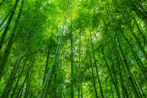 Bamboo Forest With Green Trees And Sunlight Wallpaper