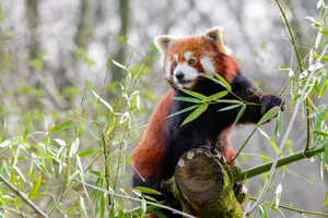 Bamboo Grass Red Panda Wallpaper