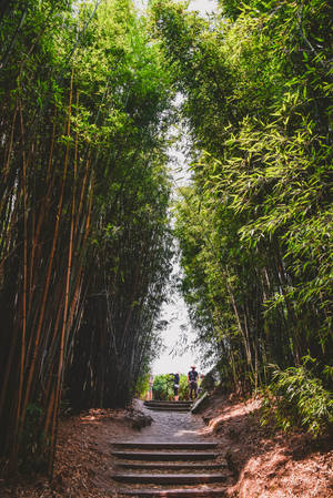 Bamboo Hd Forest Park Wallpaper