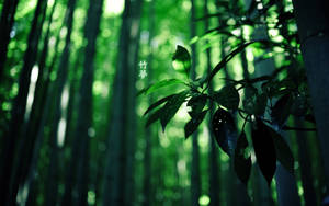 Bamboo Hd Forest Wallpaper