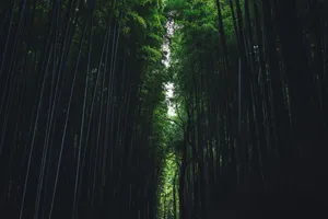 Bamboo Pathway In Forest Wallpaper