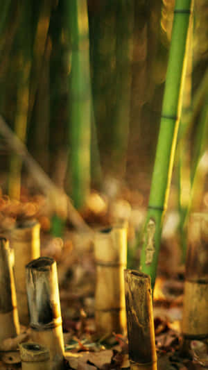 Bamboo Phone - An Innovatively Designed Phone That Is Made From Sustainable Materials Wallpaper