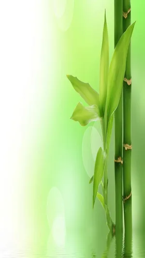Bamboo Stems In Water With Green Background Wallpaper