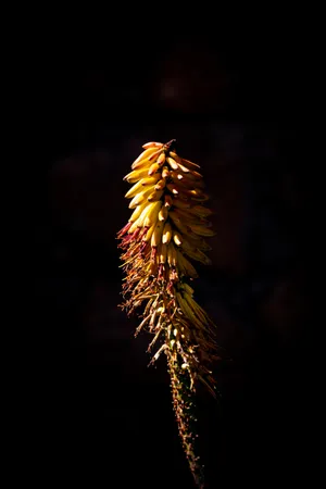 Banana Bunch On Stalk Wallpaper