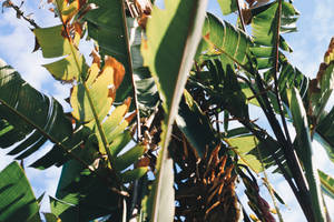 Banana Leaf Blades Wallpaper