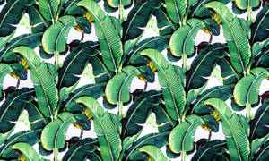 Banana Leaf Digital Mural Wallpaper