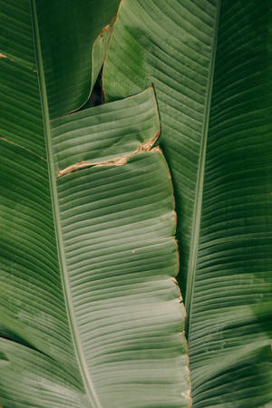 Banana Leaves 4k Iphone 6 Plus Wallpaper