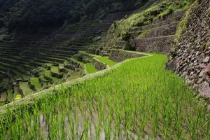 Banaue Rice Terraces Perspective Angle Shot Wallpaper