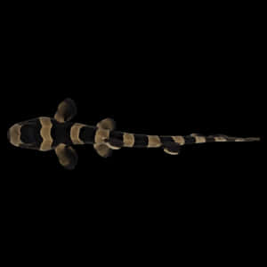 Banded Cat Shark Black Background Wallpaper