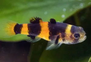 Banded Goby Swimming Wallpaper