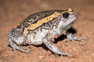 Banded Ground Frog On Soil.jpg Wallpaper