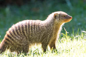 Banded Mongoosein Grass Wallpaper