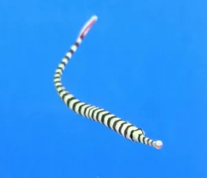 Banded Pipefish Against Blue Background Wallpaper